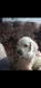 Se vende cachorro Labrador retriever