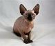 Sphynx Kittens WhatsApp +27842597191