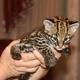 Ocelot Kittens WhatsApp +27842597191