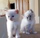 Hermosos gatitos Pure Ragdoll