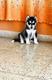 HERMOSOS CAHORROS HUSKYS SIBERIANOS 