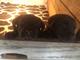 Chocolate Labrador Puppies Kc Registered