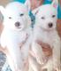 Huskys blancos en venta (ambos sexos) Betty Mascotas