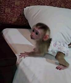 img0