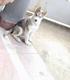 Cachorro Husky 3 meses , vacunado 52362047