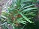 Vendo planta ornamental Platycerium gigante. 52938603