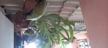 img0