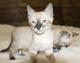 Snow/Silver/Charcoal/Brown Bengal Kittens +27842597191