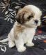 Hermosos cachorros Shitzus con pedigrí