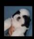 Cachorro de la raza shih tzu