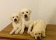 HERMOSOS CACHORROS LABRADOR RETRIEVER 