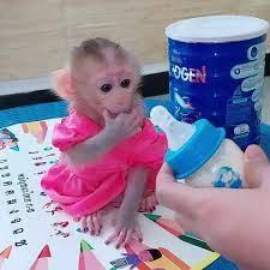 img1