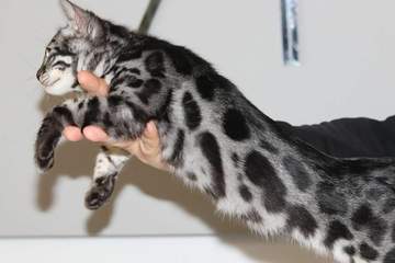 img2
