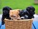 Full Breed Ikc Reg Havanese Puppies