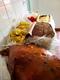 Deliciosas comidas criollas y buffet a domicilio
