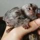 finger marmoset monkeys in Los Angeles