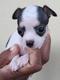 Chihuahuas hembras en venta. 52506841