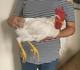 Se venden gallos blancos Leghorn, 6 meses