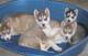 se venden hermosos cachorritos de husky siberiano