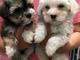 Registered Havanese Puppies