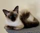 Balinese Kittens WhatsApp +27842597191
