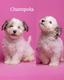 Bichon habanero línea 100 por ciento cubana con pedigree