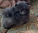 CACHORRO HEMBRA RAZA POMERANIA 