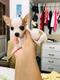 Belleza de cachorro de chihuahua machito. Cabeza de pera.